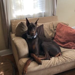 Meet your Posher, Gianna